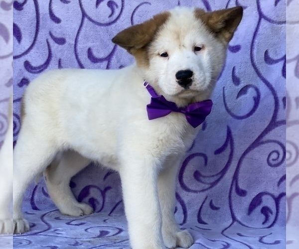 Full screen Photo #1 Akita Puppy For Sale in LANCASTER, PA, USA