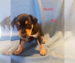Small Photo #2 Miniature Pinscher Puppy For Sale in EWING, VA, USA