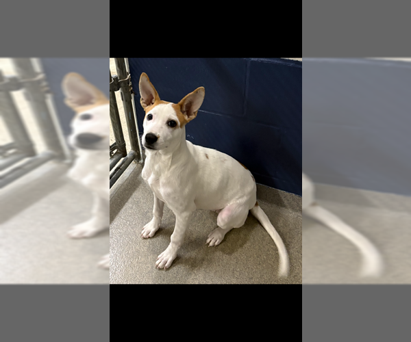 Medium Photo #3  Puppy For Sale in , 