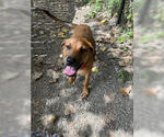 Small #2 Labrador Retriever Mix