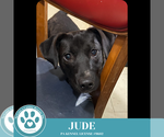 Small #1 Labrador Retriever Mix