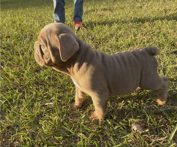 Medium Photo #2 Bulldog Puppy For Sale in PACE, FL, USA