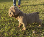 Small #1 Bulldog