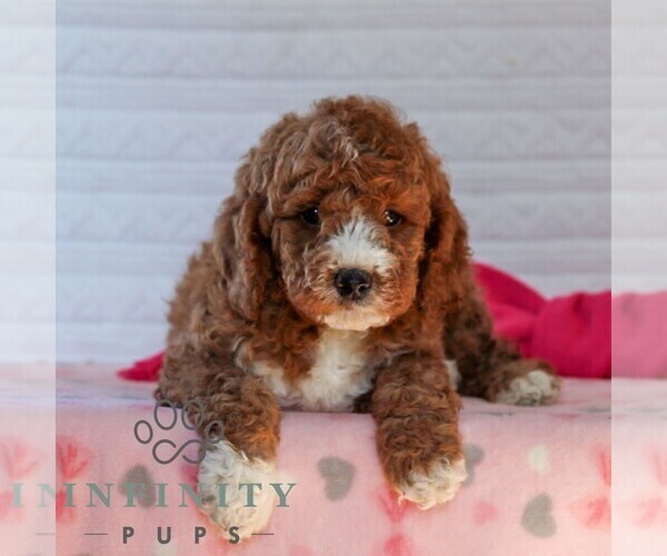 Medium Photo #6 Goldendoodle (Miniature) Puppy For Sale in LITITZ, PA, USA