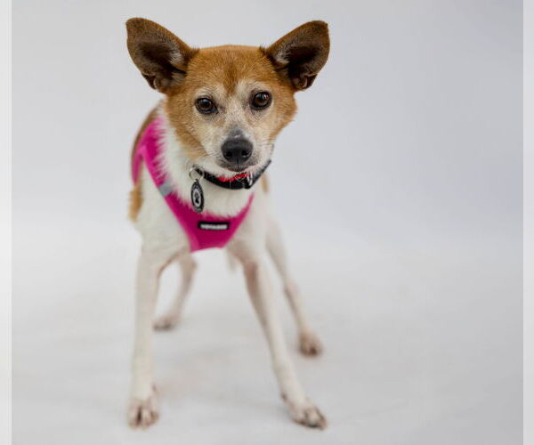 Medium Photo #4 Rat-Cha Puppy For Sale in Princeton, MN, USA