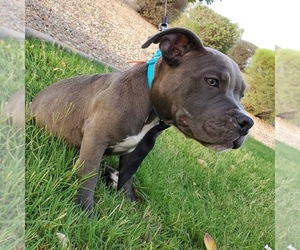 American Bully Puppy for sale in PHOENIX, AZ, USA