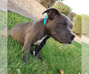 Medium American Bully