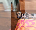 Small #4 Dachshund