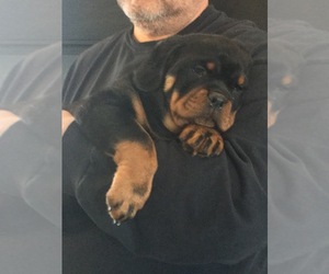 Rottweiler Puppy for sale in PHELAN, CA, USA