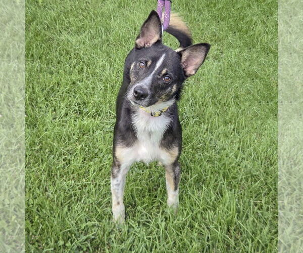 Medium Photo #3 Australian Shepherd-Unknown Mix Puppy For Sale in Huntley, IL, USA