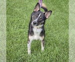 Small #2 Australian Shepherd Mix