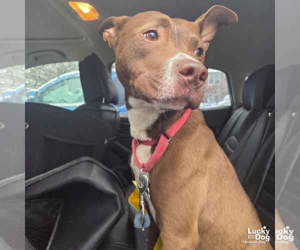 Medium Photo #9 Retriever -Unknown Mix Puppy For Sale in Washington, DC, USA