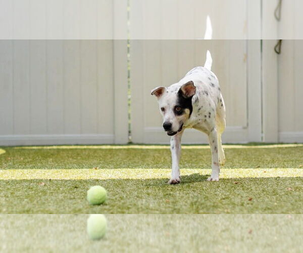 Medium Photo #2 Mutt Puppy For Sale in Canton, CT, USA