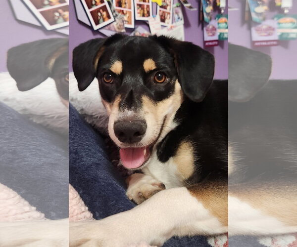 Medium Photo #14 Mutt Puppy For Sale in Doylestown, PA, USA