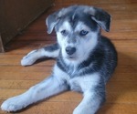 Small Photo #6 German Shepherd Dog-Goberian Mix Puppy For Sale in UXBRIDGE, MA, USA