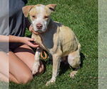 Small #7 American Staffordshire Terrier-Boxer Mix
