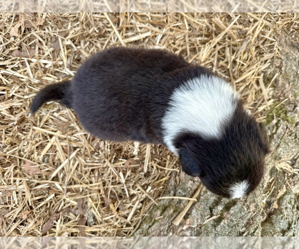 Medium Photo #4 Australian Shepherd Puppy For Sale in SMITHS GROVE, KY, USA