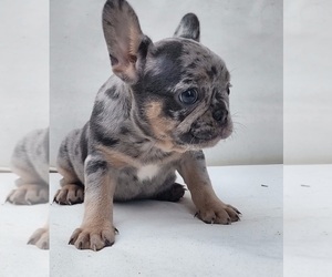 French Bulldog Puppy for Sale in RIVERBANK, California USA