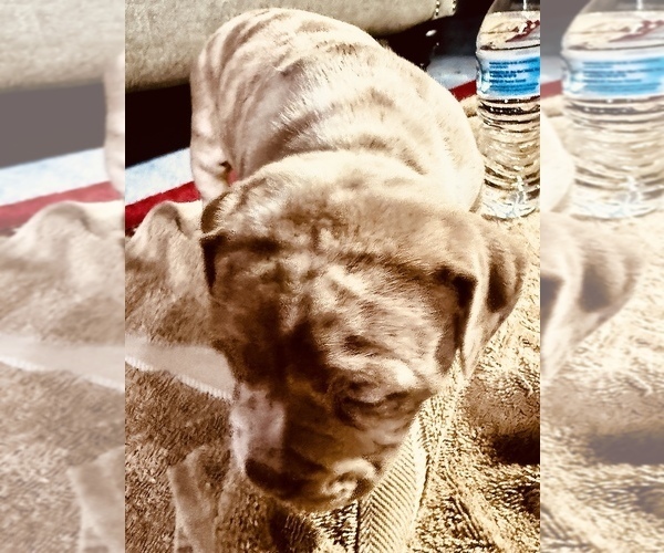 Medium Photo #12 American Bully Puppy For Sale in GROVE CITY, MN, USA