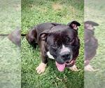 Small Bulldog Mix