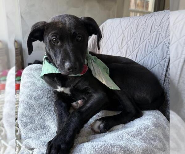Medium Photo #23 Labrador Retriever-Unknown Mix Puppy For Sale in San Diego, CA, USA