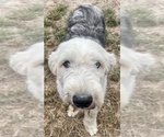 Small Old English Sheepdog
