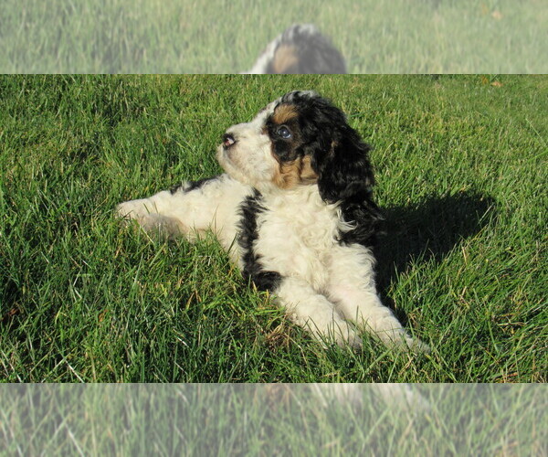 Medium Photo #2 Bernedoodle Puppy For Sale in BIG ROCK, IL, USA