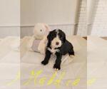 Small Photo #14 Bernedoodle Puppy For Sale in CAMDEN, SC, USA