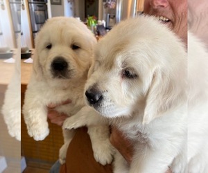 English Cream Golden Retriever Puppy for sale in SCOTTSDALE, AZ, USA