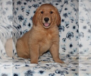 Golden Retriever Puppy for sale in BLOOMINGTON, IN, USA