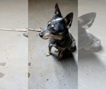 Small Photo #1 Australian Cattle Dog Puppy For Sale in FERRUM, VA, USA