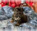 Small Photo #3 English Bulldog Puppy For Sale in OOLOGAH, OK, USA
