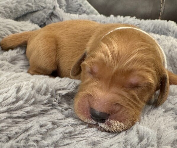 Medium Photo #9 Golden Retriever Puppy For Sale in COEUR D ALENE, ID, USA