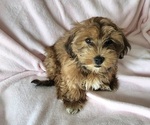 Small #3 Havanese