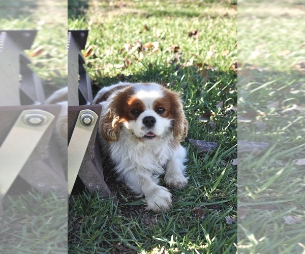 Medium Photo #1 Cavalier King Charles Spaniel Puppy For Sale in SEYMOUR, MO, USA