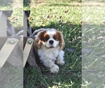 Small Photo #1 Cavalier King Charles Spaniel Puppy For Sale in SEYMOUR, MO, USA