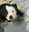 Small Photo #6 Alapaha Blue Blood Bulldog Puppy For Sale in COLUMBUS, OH, USA