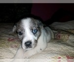 Small Photo #2 Texas Heeler Puppy For Sale in SPENCER, TN, USA
