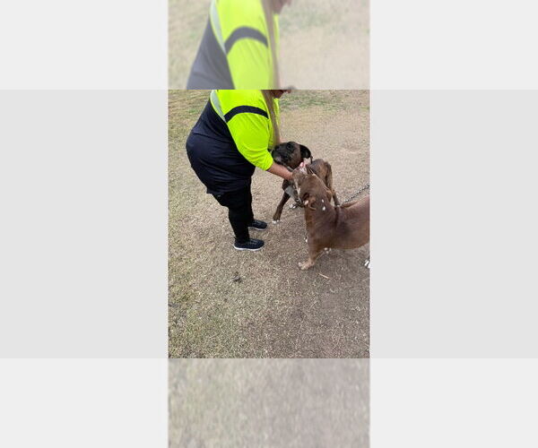 Medium Photo #3 Boxer Puppy For Sale in Austin, TX, USA