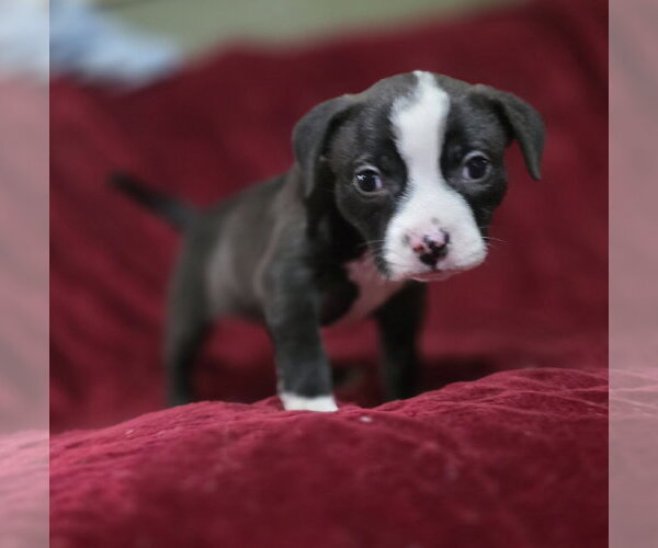 Medium Photo #8 Mutt Puppy For Sale in McKinney, TX, USA