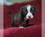 Small #7 Mutt