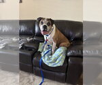 Small #10 Boxer