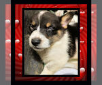 Small Photo #23 Cowboy Corgi Puppy For Sale in GALLEGOS, NM, USA