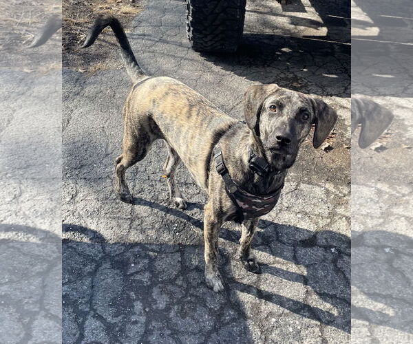 Medium Photo #2 Mutt Puppy For Sale in Rootstown, OH, USA