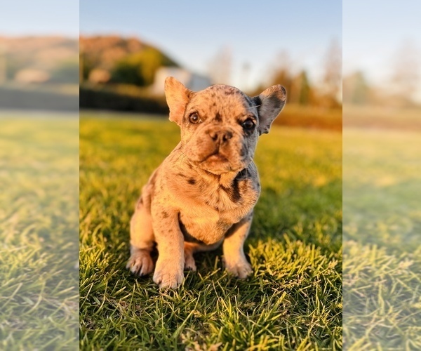 Medium Photo #3 French Bulldog Puppy For Sale in SAN BERNARDINO, CA, USA