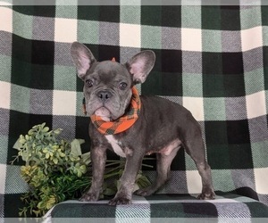 French Bulldog Puppy for sale in QUARRYVILLE, PA, USA