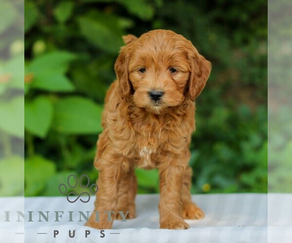 Medium Photo #5 Goldendoodle (Miniature) Puppy For Sale in EAST EARL, PA, USA
