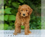 Small #4 Goldendoodle (Miniature)