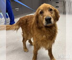 Small Golden Retriever Mix