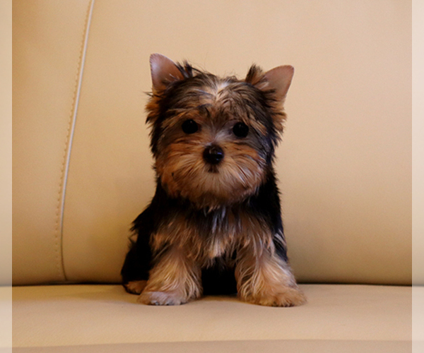 Medium Photo #1 Yorkshire Terrier Puppy For Sale in LOS ANGELES, CA, USA